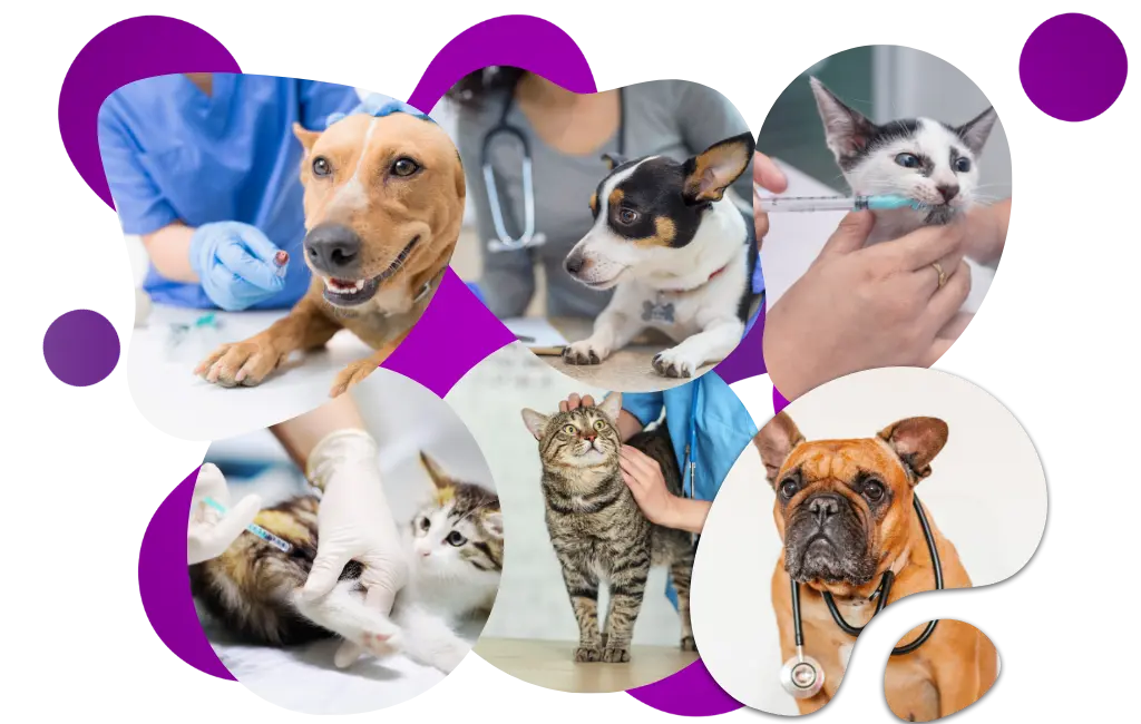 servicio-veterinaria-banner