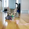 gato portada